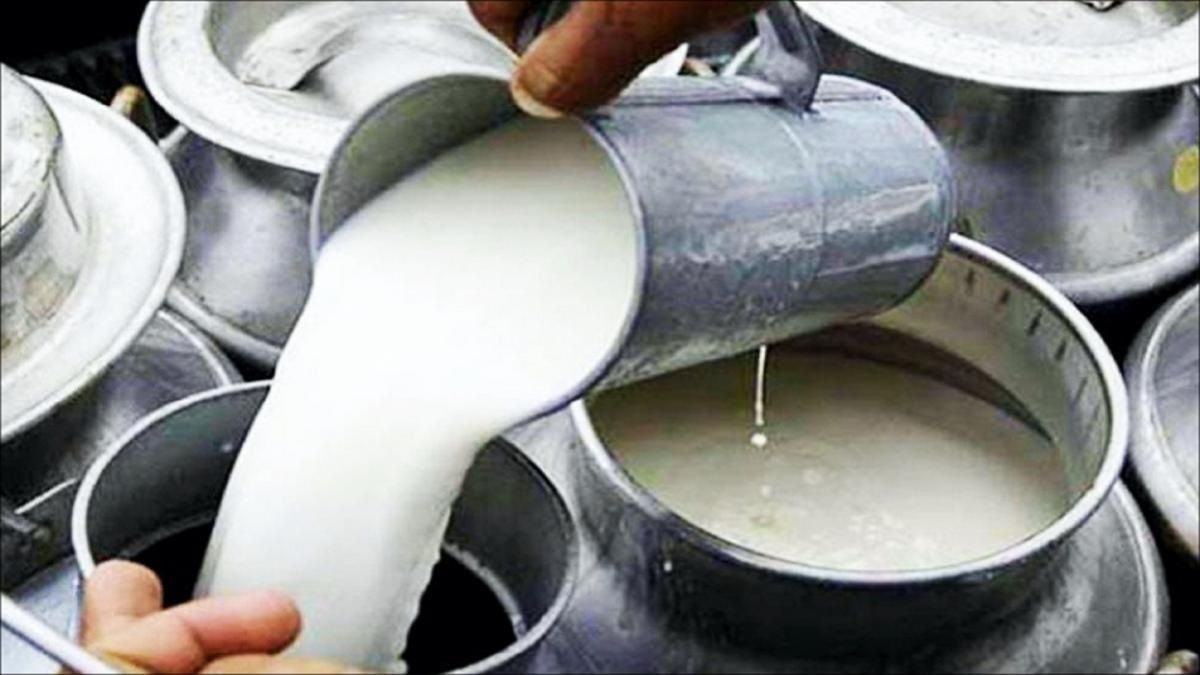 अमृत से कम नहीं है गाय का दूध, सोचे भी नहीं होंगे ये 4 फायदे Cow milk