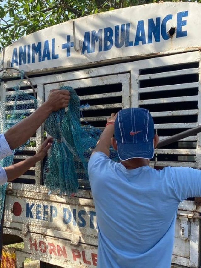 पशु को अस्पताल ले जाने की नहीं होगी जरूरत, इस नंबर पर करें कॉल