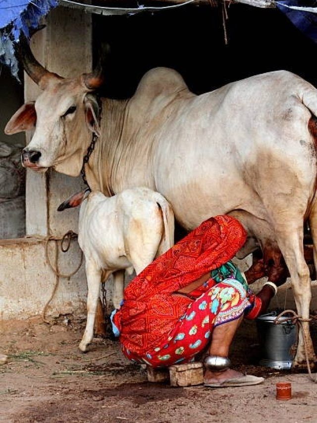 अमृत से कम नहीं है गाय का दूध, सोचे भी नहीं होंगे ये 4 फायदे