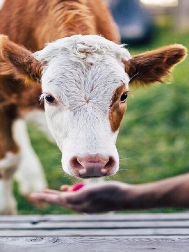 गाय-भैंस ने दूध देना कर दिया कम, खिलाएं ये चॉकलेट, तुरंत होगा लाभ