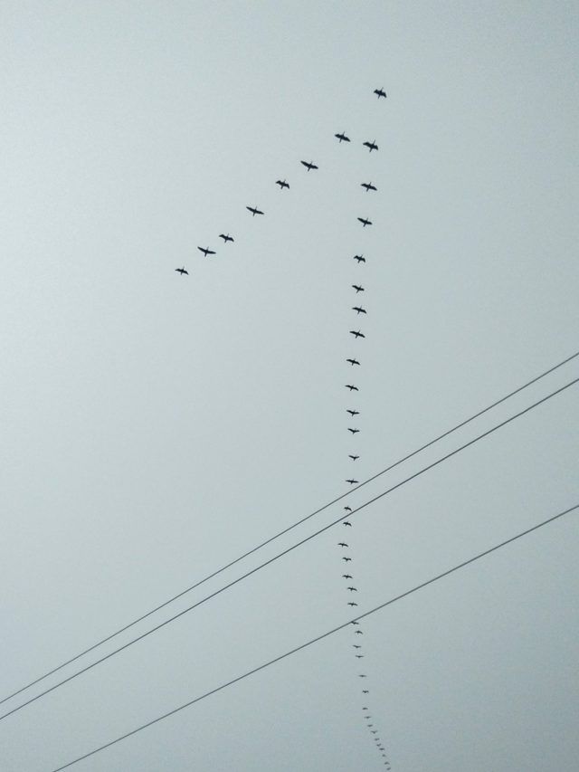 Why Do Birds Fly In V Shape?
