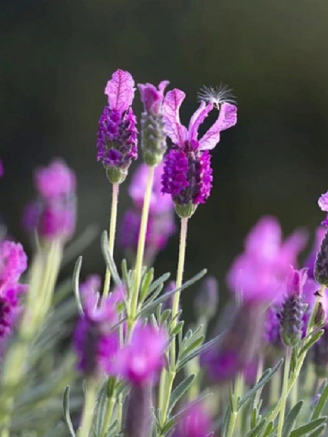 घर पर लगाएं ये पौधे, कीड़े-मकोड़ों के साथ-साथ मक्खियां भी रहेंगी दूर