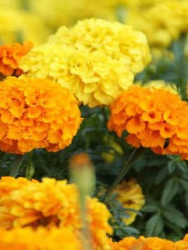 साल में 3 बार होने वाली इस फसल की खेती पर मिल रहे 28 हजार रुपये