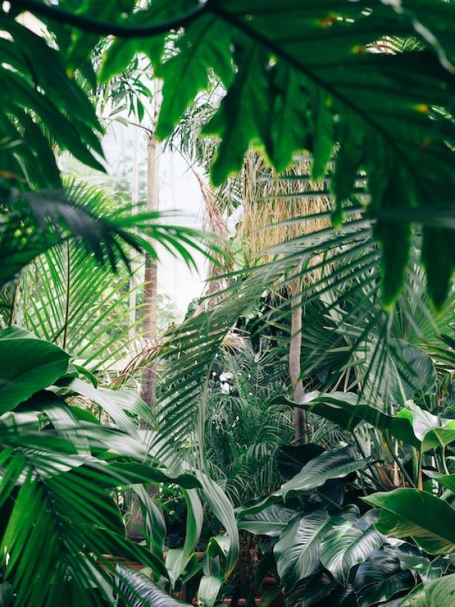 3 Succulents That Give Oxygen at Night