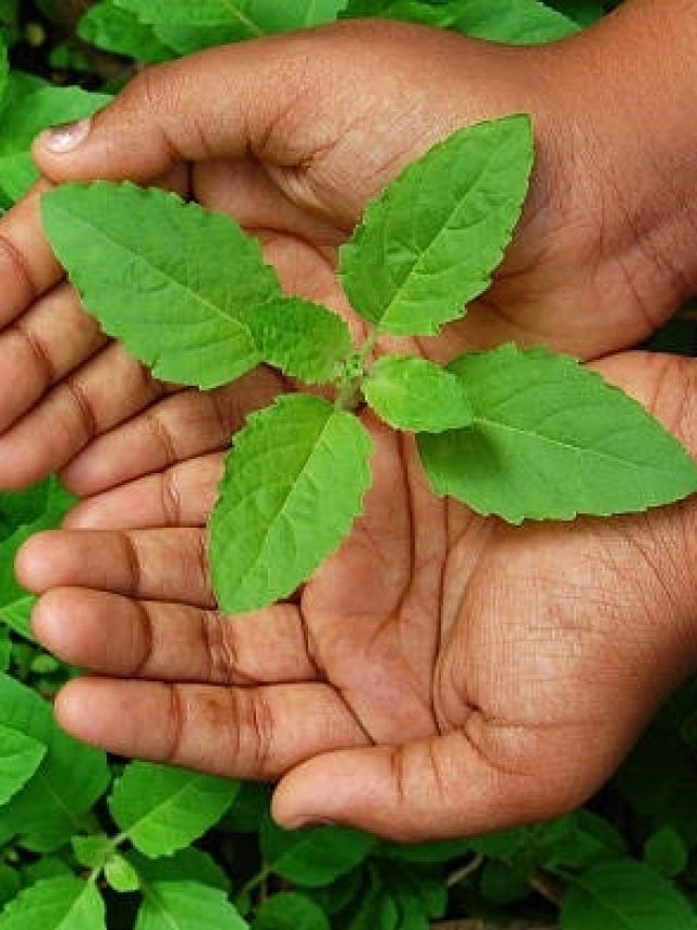 संजीवनी बूटी से कम नहीं तुलसी के पत्ते, चौंका देंगे ये 7 जबरदस्त फायदे