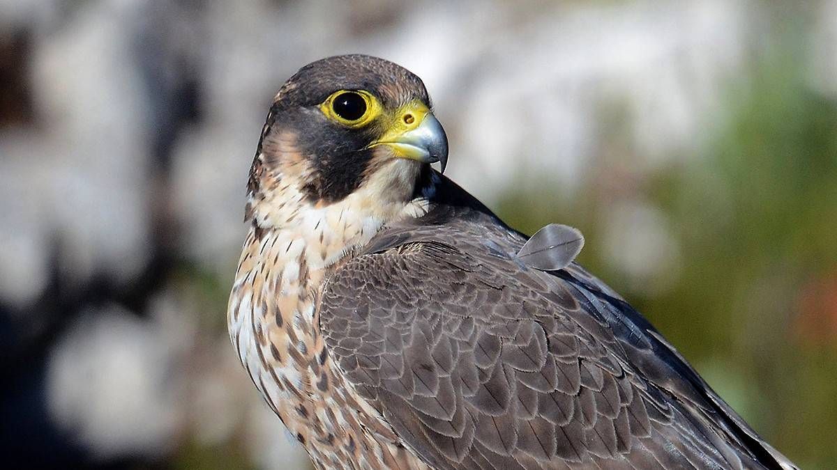 Amazing facts about Falcon birds