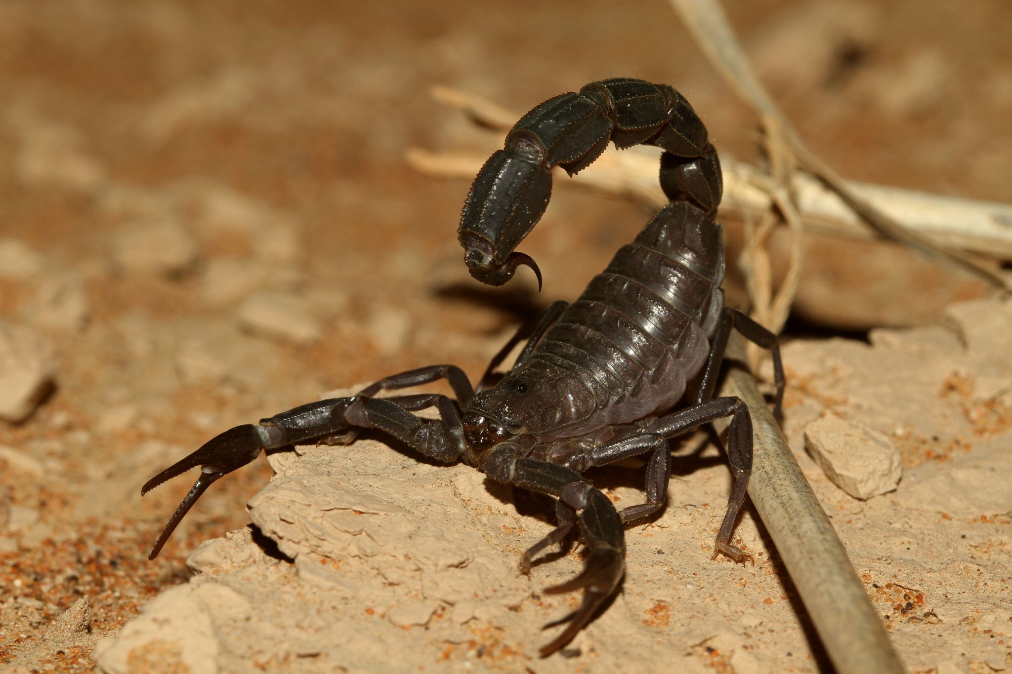 Most Venomous Scorpions in the World