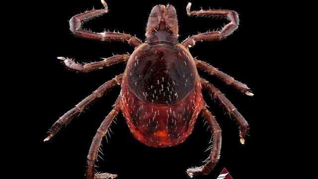 BDSM uxlash uchun sumkada