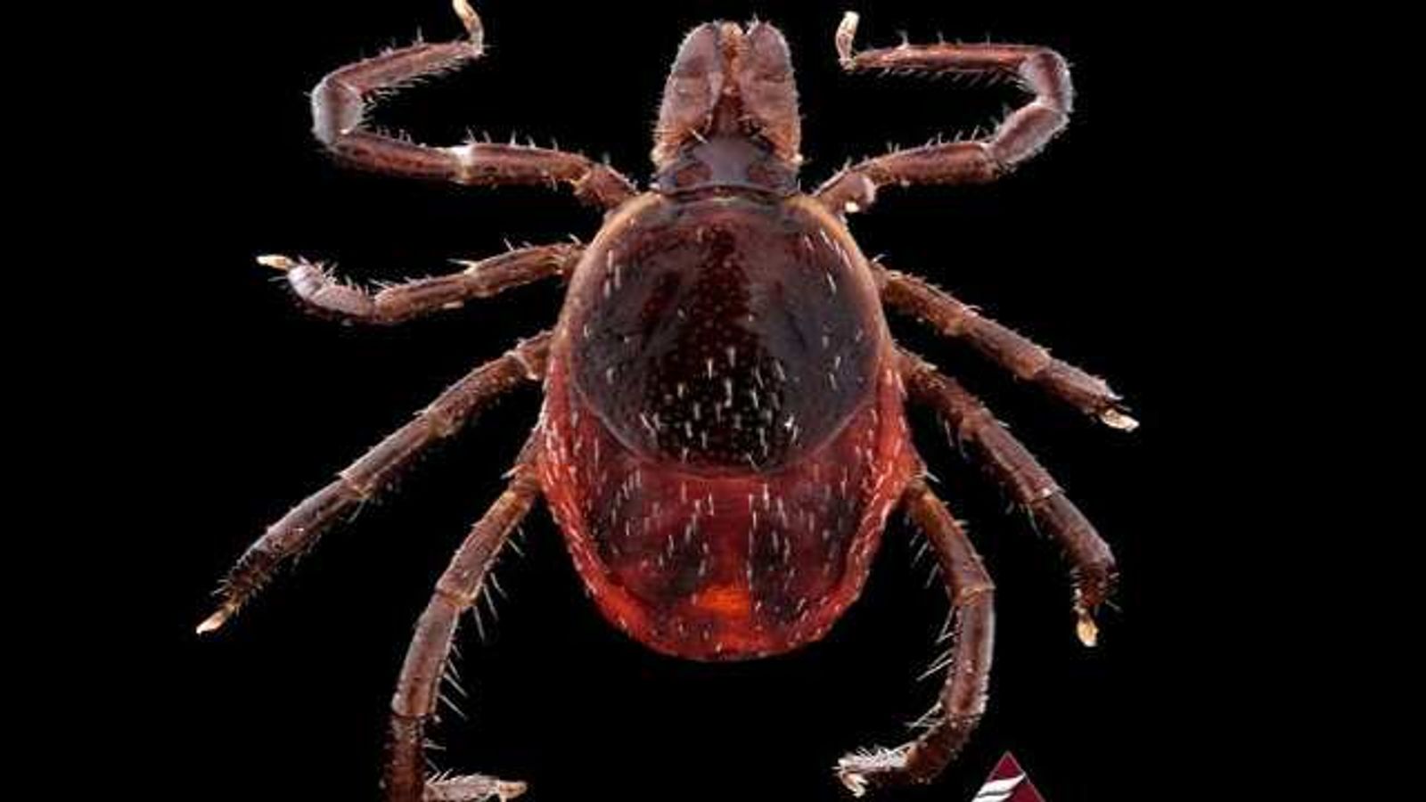 Ot bilan yosh qizlar porno BDSM uxlash uchun sumkada