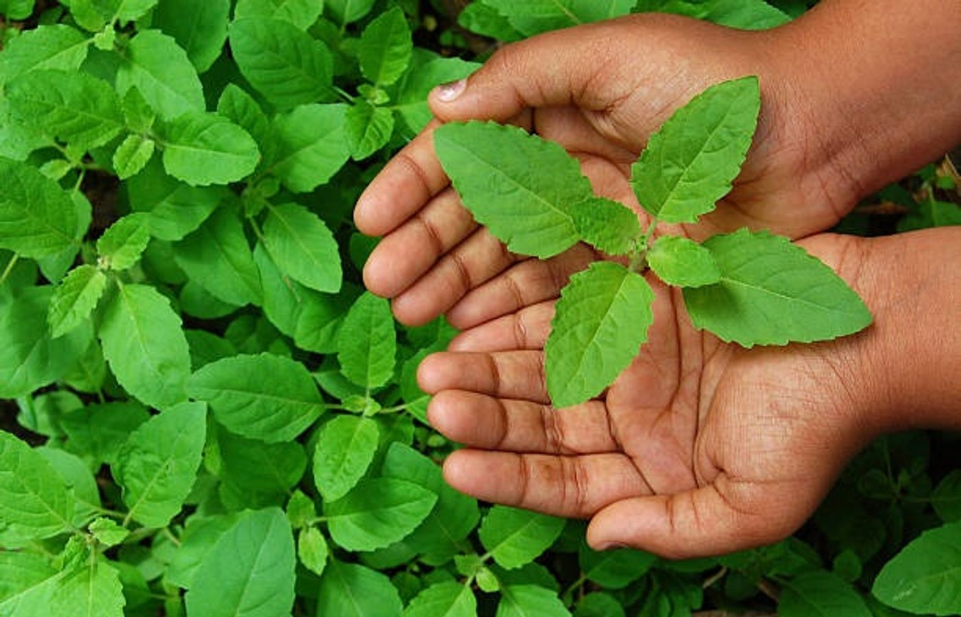 তুলসী মঞ্চের কাছে ভুলেও রাখবেন না এই জিনিস! 2 tulsi leaves