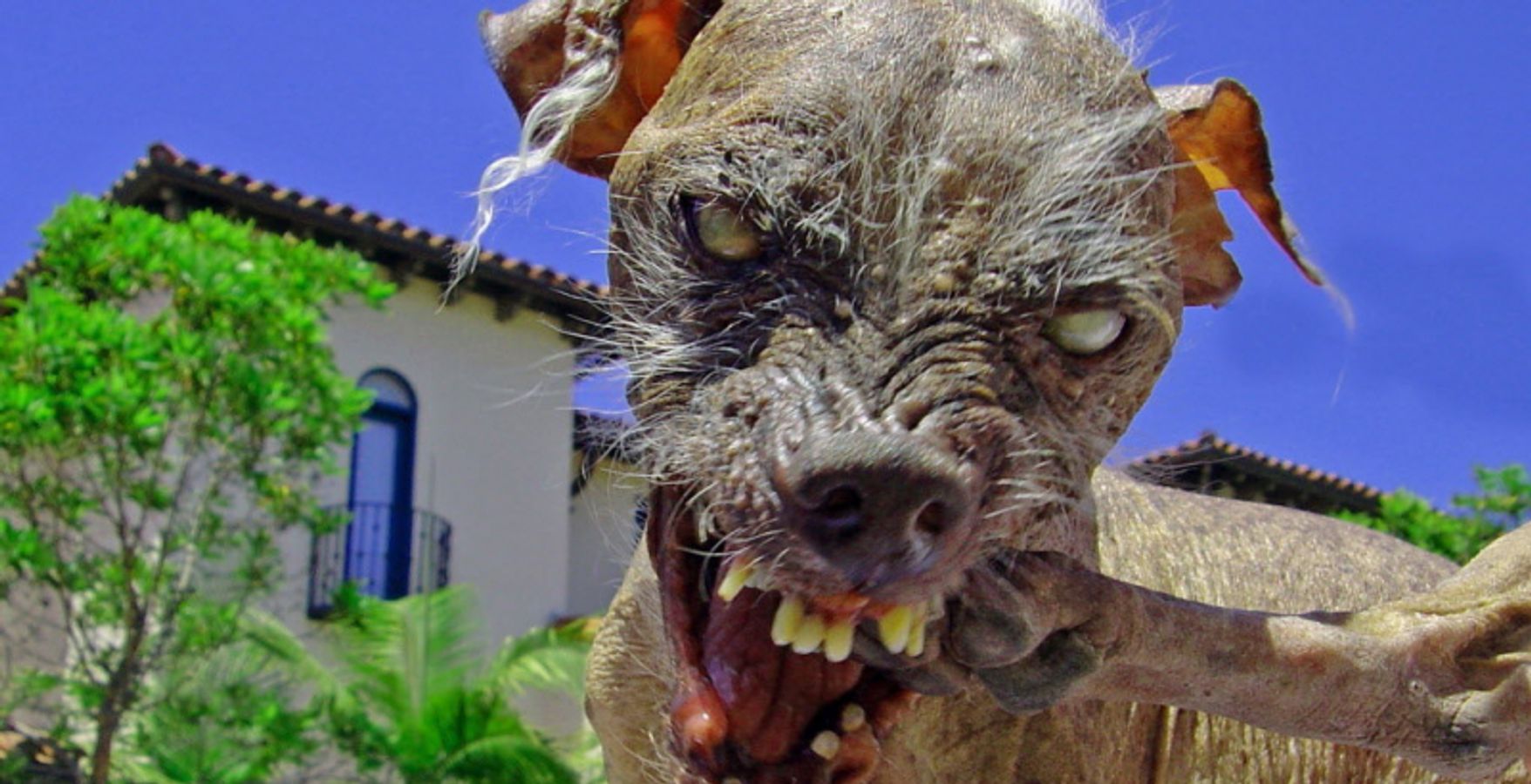 Dog Bite Name Of The Most Dangerous Dog In The World Most