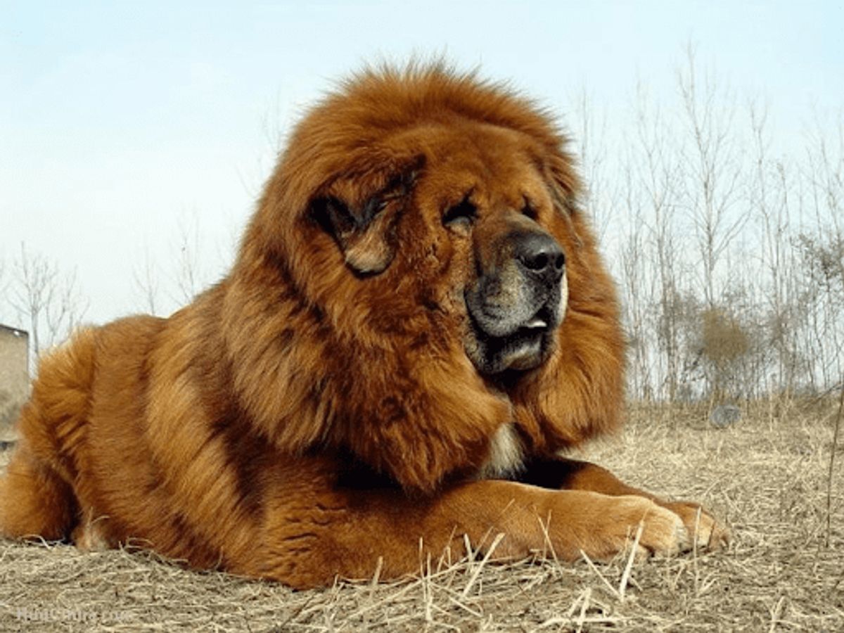 Caucasian Ovcharka Tibetan Mastiff Puppy Size Tibetan Mastiff Dog