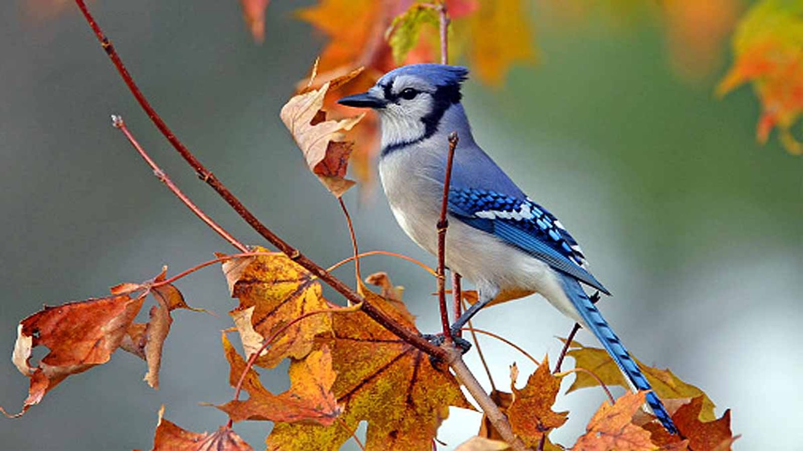 উড়বো বনে বনে