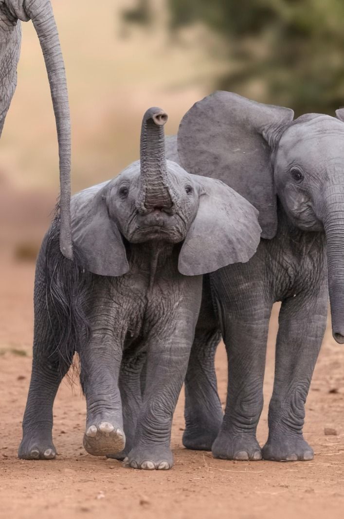 Animals That Cannot Jump