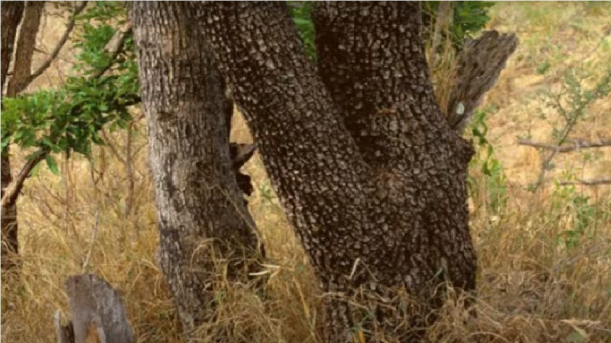 तस्वीर में छिपा है तेंदुआ, क्या 10 सेकंड में आप खोज पाएंगे? - Optical