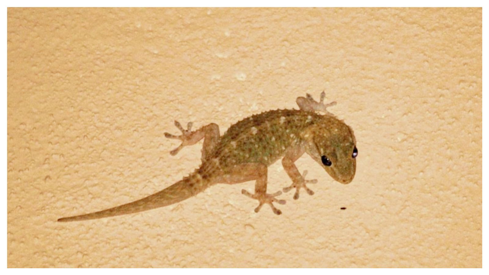 Atirgullar jonli fon rasmi yuklab olish Guruhdagi jinsiy aloqa fotosuratlari