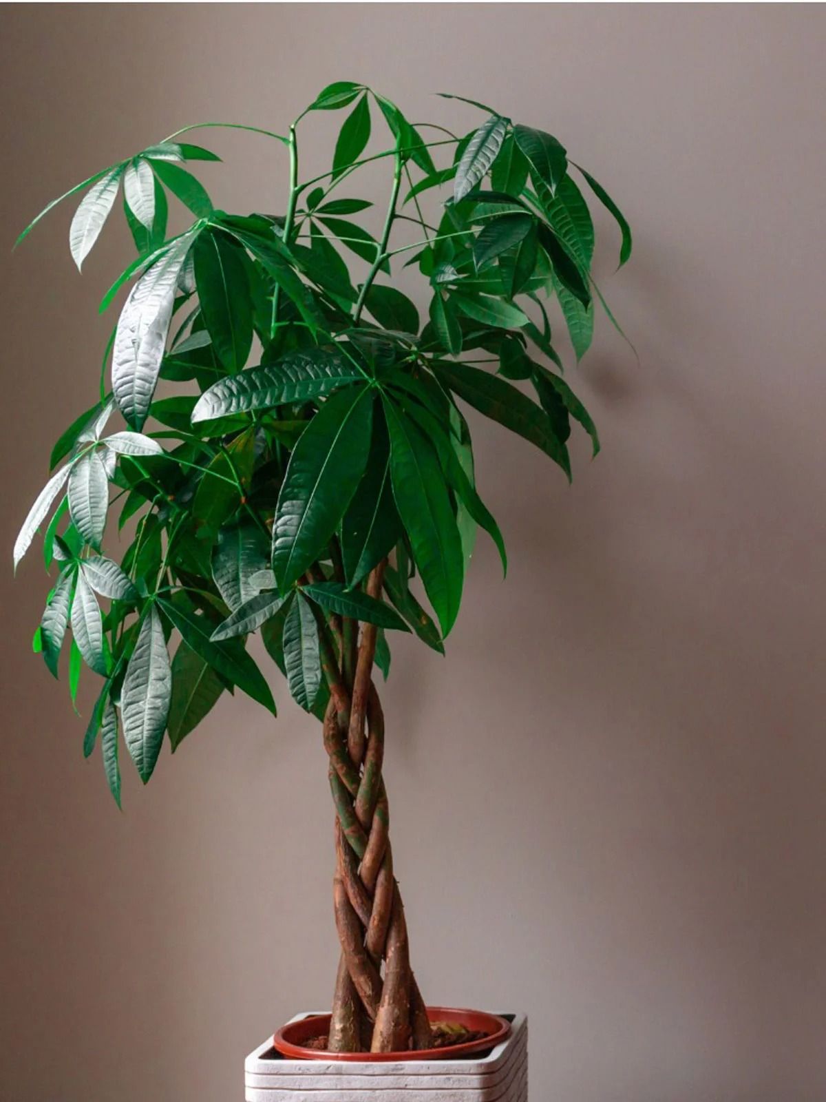 Indoor Plants that Reduce Noise Pollution