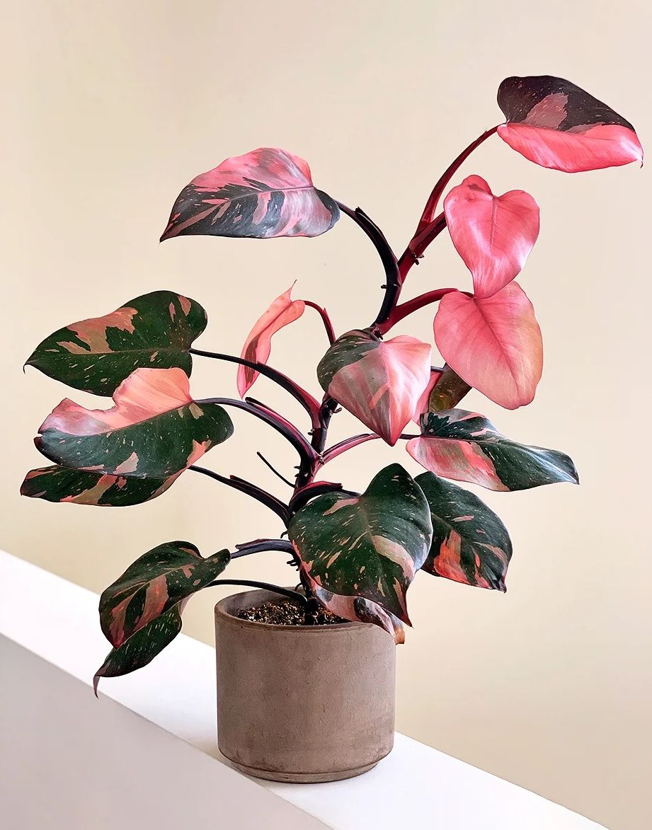 snake plant near me Sansevieria trifasciata 'Laurentii'  The Victorian Atlanta