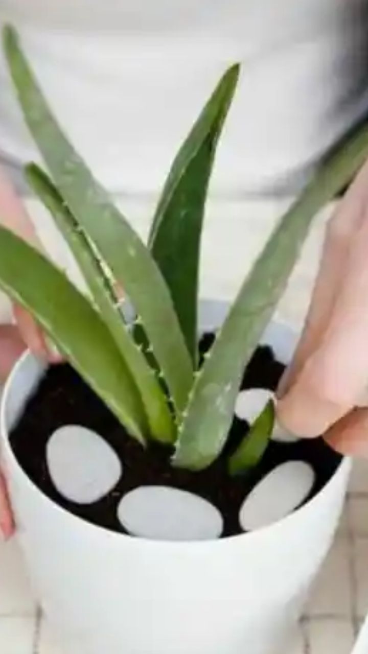 Tort oyoq ustida turgan katta dumbalar