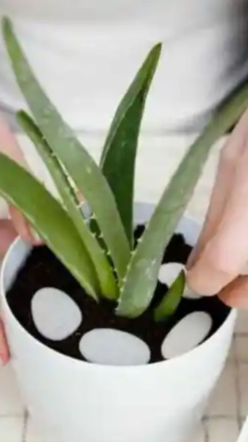 Kelinimni o‘g‘irlab ketishdi, to‘da bo‘lishdi Tort oyoq ustida turgan katta dumbalar