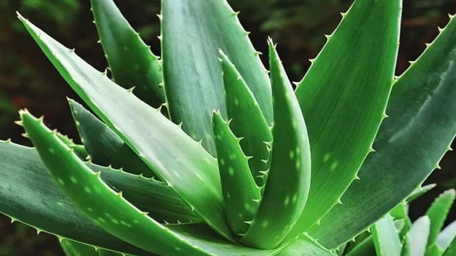 Paypoq kiygan ND porno onalar Legginglar ichida jinsiy porno video