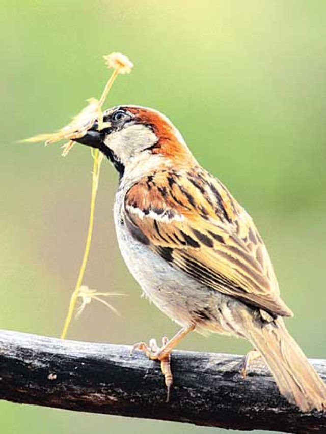 বাড়িতে আসছে চড়ুই পাখি, কী ইঙ্গিত রয়েছে বাস্তুতে?