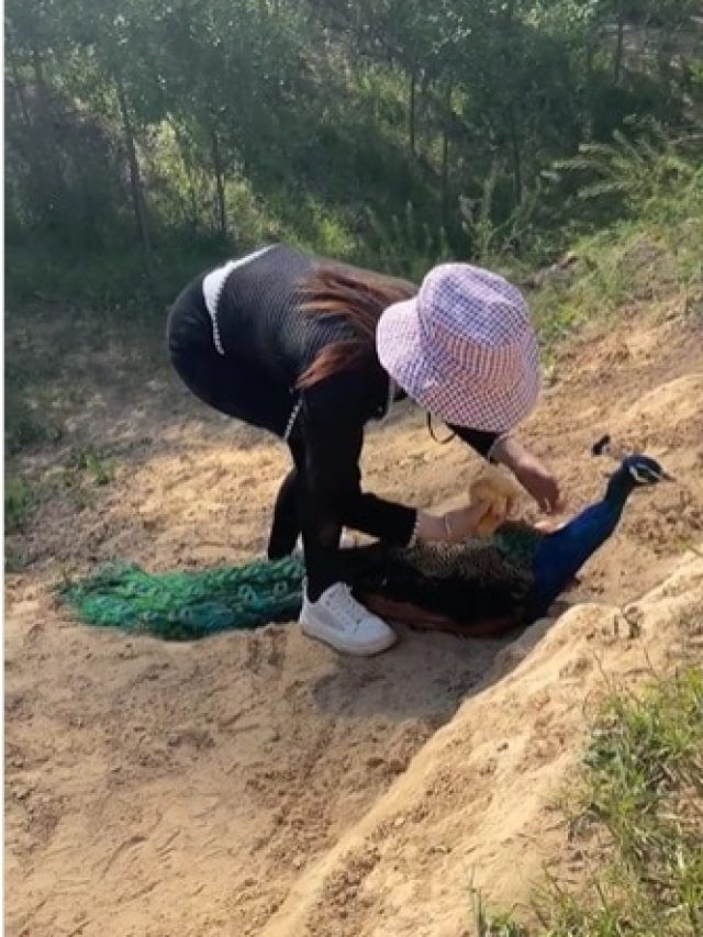 दबे पांव मोर के अंडे चुराने चली महिला, पक्षी ने सिखाया खतरनाक सबक, Video