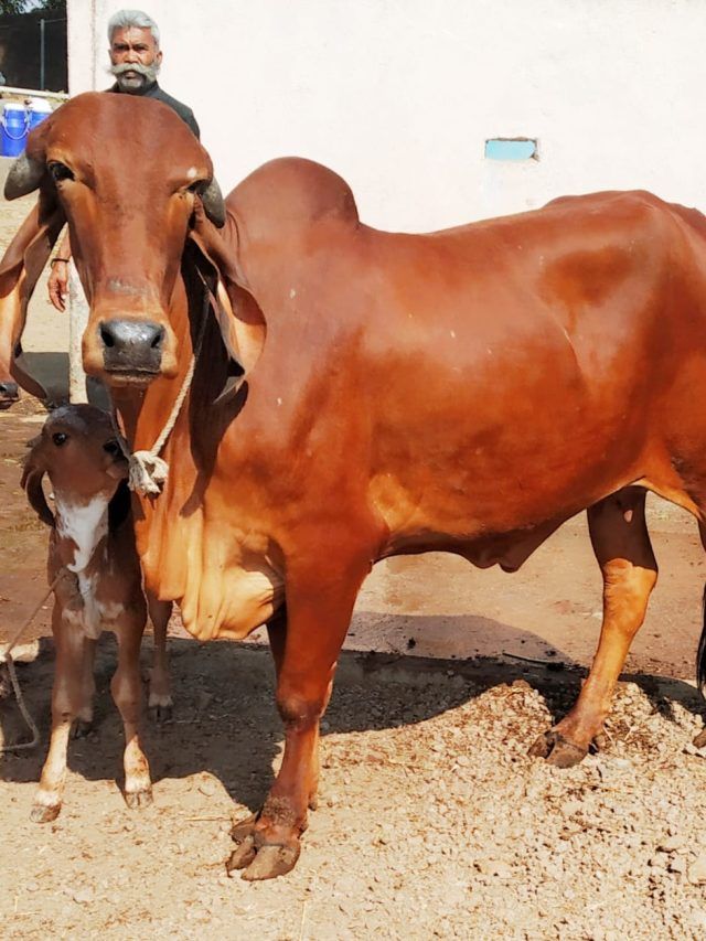 रोजाना 20 लीटर तक दूध देती है ये गाय, पशुपालक यूं हो जाएंगे अमीर