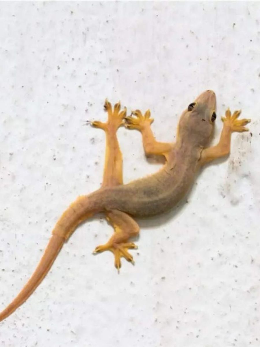 Yoqimli yalangoch yigitlar gif rasmlar Chiroyli seksual massaj