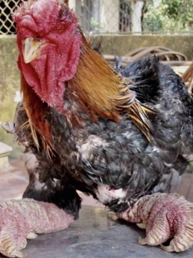 डेढ़ लाख से ज्यादा कीमत का मुर्गा, जानें इसकी खूबियां