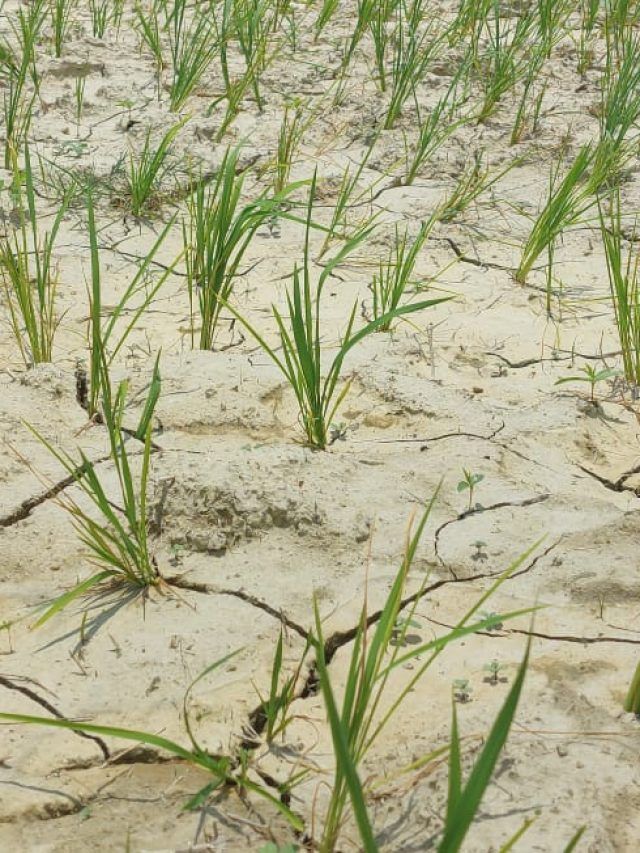 बिहार में बारिश नहीं होने से सूखे की मार, तस्वीरों में देखें खेतों में पड़ीं दरार