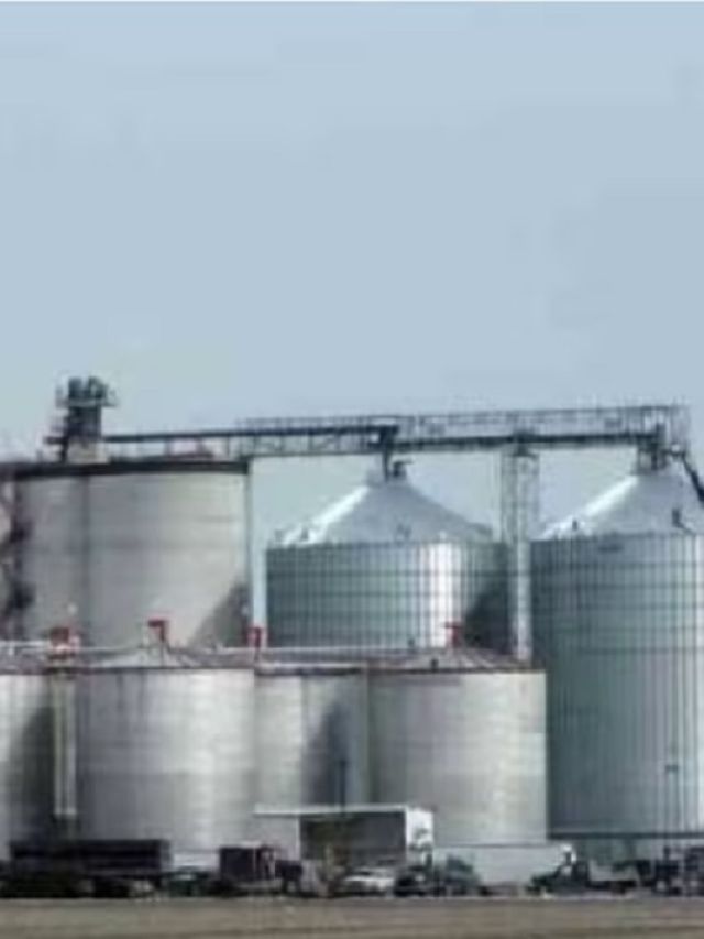 किसानों की इस फसल से बनता है इथेनॉल, गाड़ियां चलाने में आता है काम