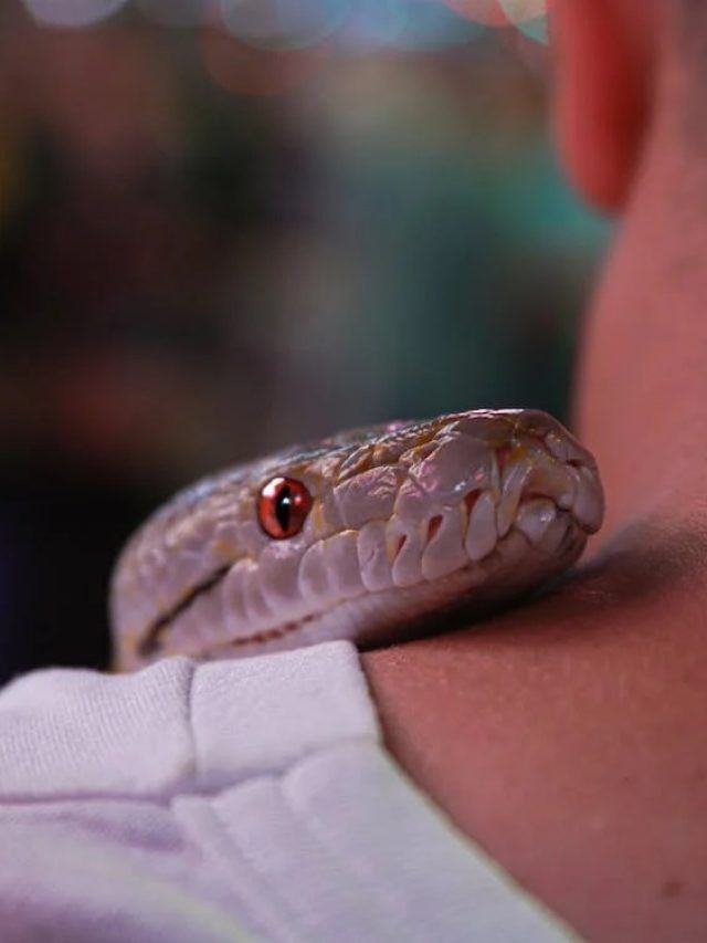 महाराष्ट्र का अनोखा गांव! यहां मिलजुल कर रहते हैं खतरनाक सांप और इंसान