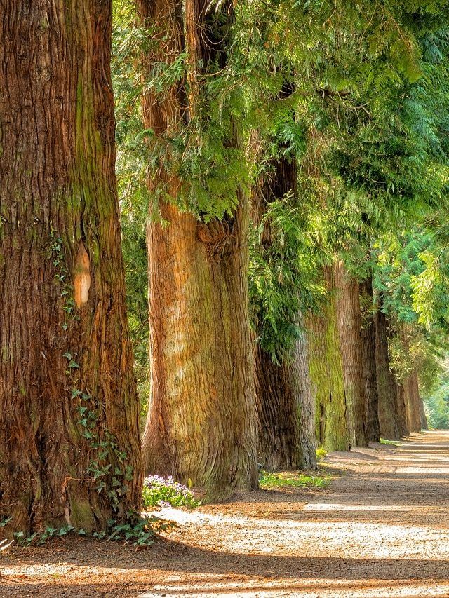 पेड़ से लकड़ी काटने के लिए ये तरीका अपनाते हैं जापानी, आप भी जानें