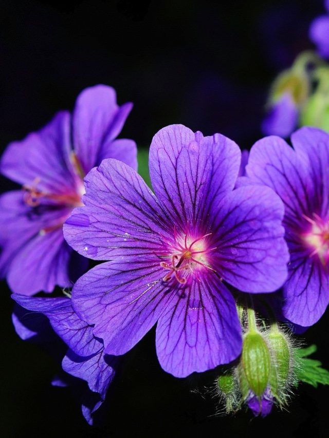 परफ्यूम से लेकर तेल तक बनाने में काम आते हैं ये पौधे