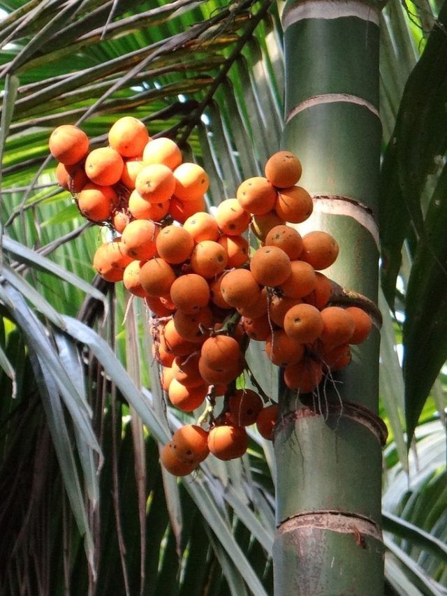 70 साल तक लगातार मुनाफा! सुपारी की खेती किसानों के लिए इतनी फायदेमंद