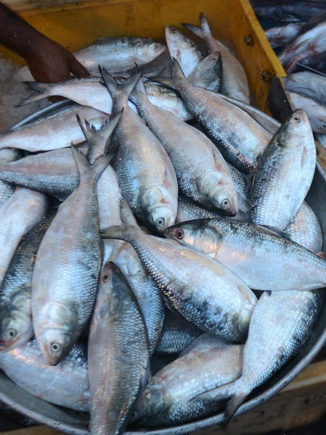 2000 रुपये किलो तक बिकती है ये मछली, जानें खासियत