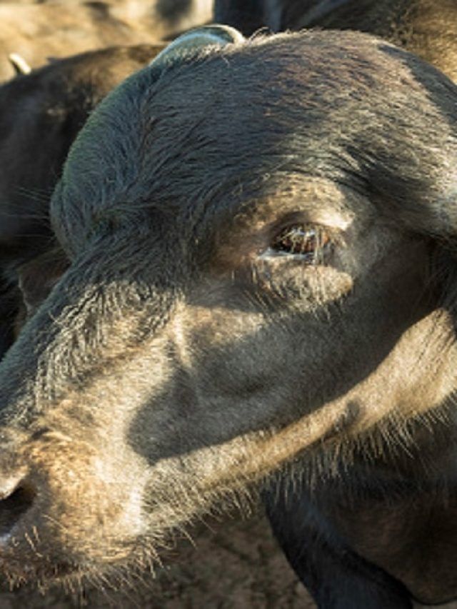 भैंस की इस नस्ल से होगी बंपर कमाई, कुछ ही वक्त में ही बन जाएंगे लखपति