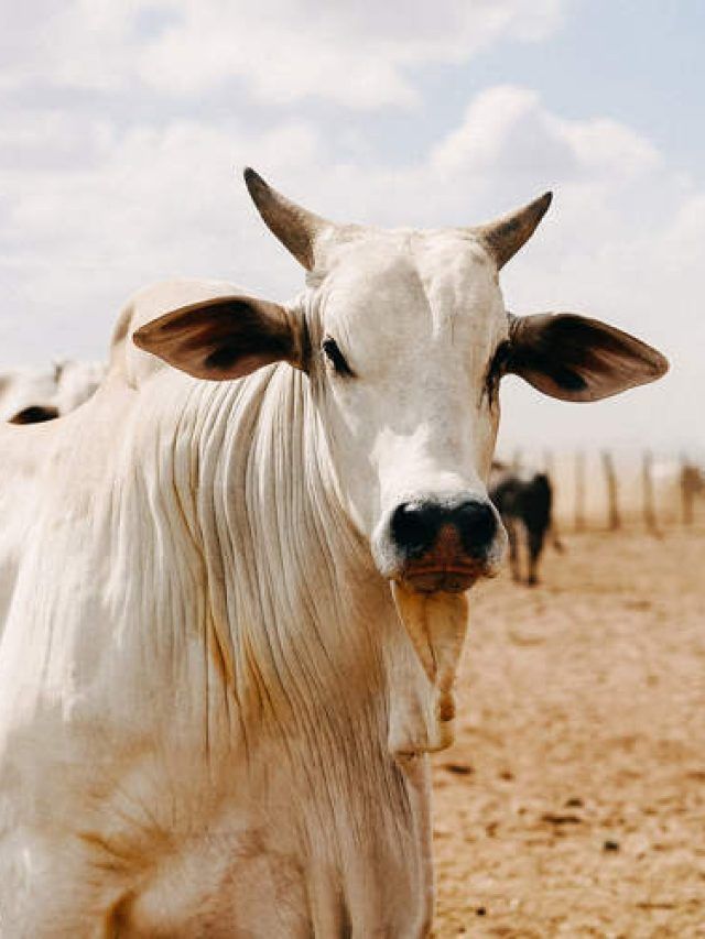 35 करोड़ रुपये की गाय! जानें इसकी खूबियां