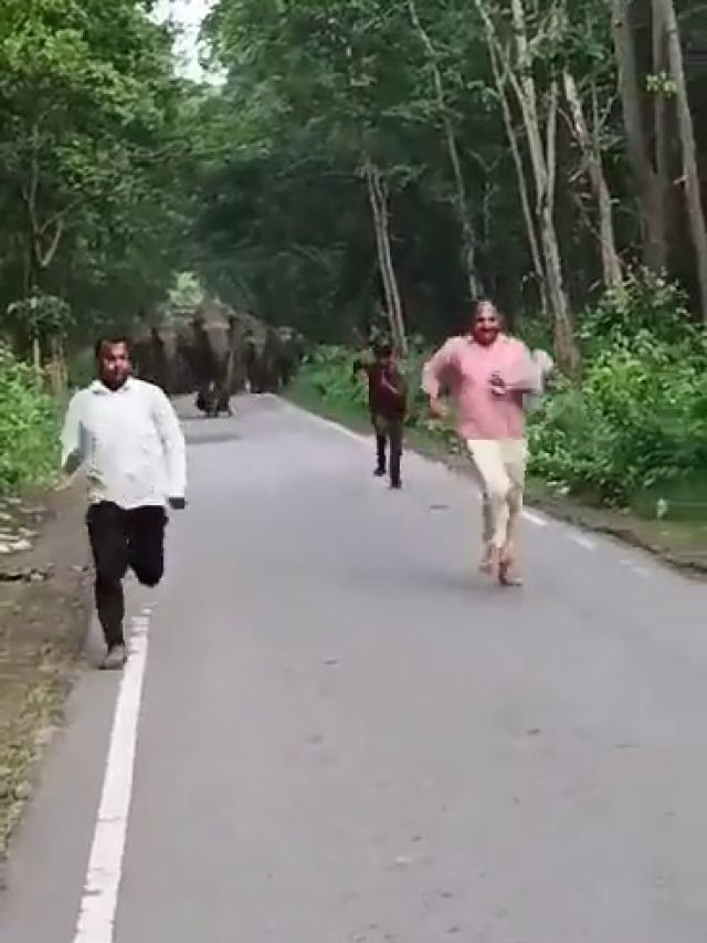 गिरते-पड़ते भागते लोग... और पीछे हाथियों का झुंड! VIDEO