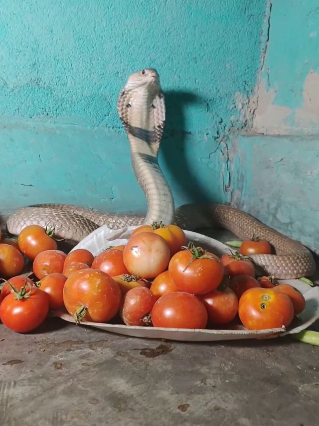 टमाटर के ढेर पर बैठा था किंग कोबरा, पास गया शख्स तो फन फैलाकर...