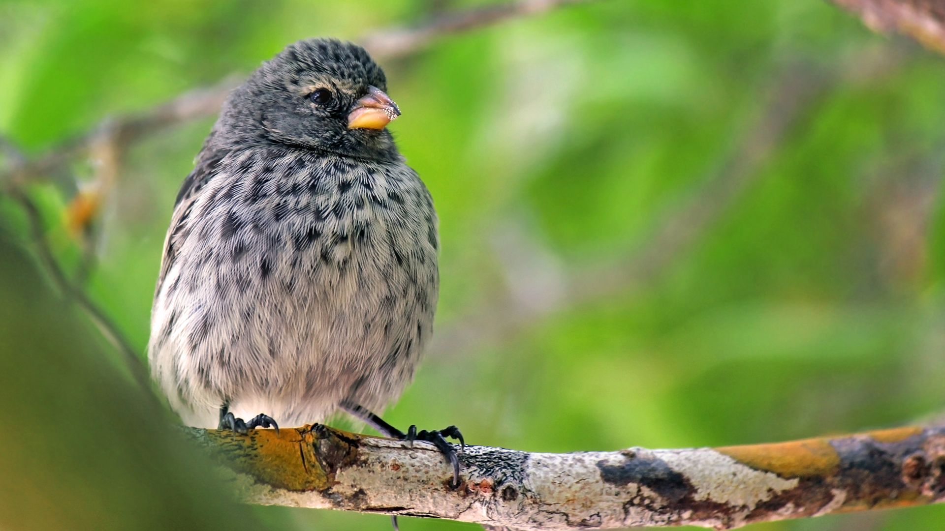 Animals That Drink Blood