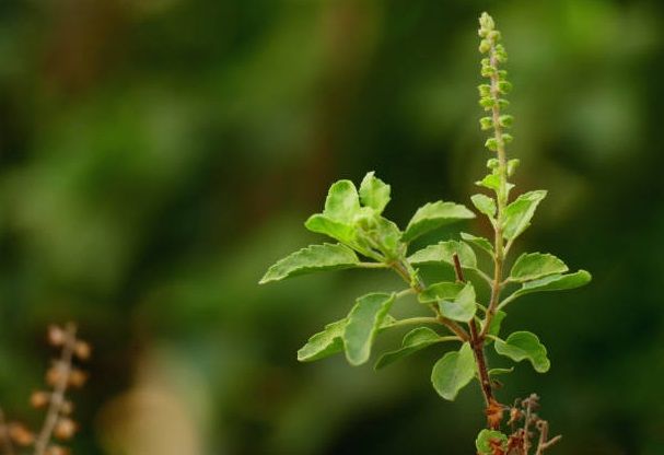 tulsi getty 1