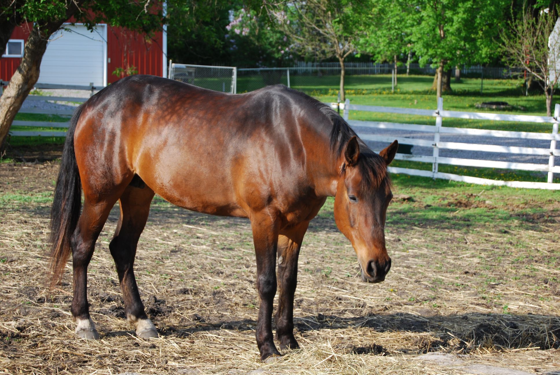 AmericanStandardbred 825205217 1bcd6e5a41 o 5c1154f0c9e77c0001b78327