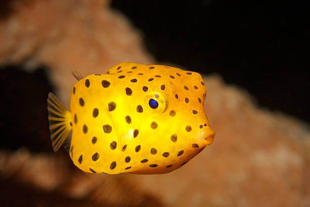 Deadly Fish that Attacks Human