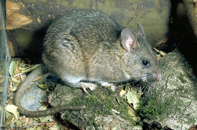 Dusky footed woodrat