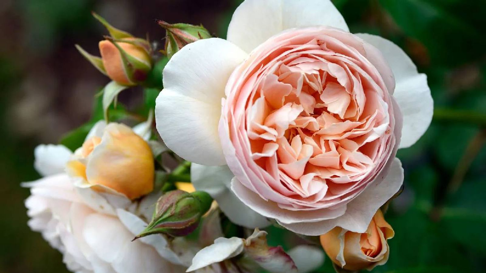 Most expensive flowers of the world