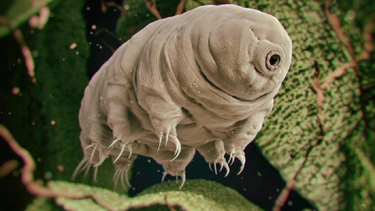 Tardigrades Animal that can survive in outer space