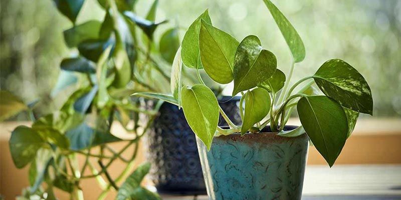 MoneyPlant चोरी करके लगाना कितना सही है?