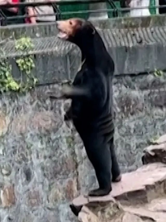 ‘Human-like bear’ makes people flock to Chinese zoo; not a man in bear costume, claims zoo. Watch viral video of Malayan Sun bear